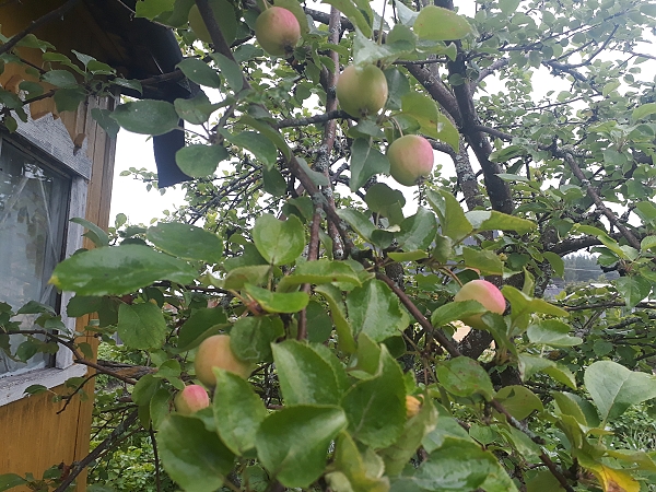 Яблоки на ветке 