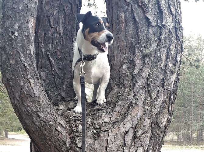 Собака на дереве во время прогулки