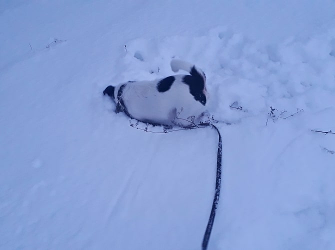 Собака в снегу на прогулке